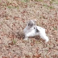 Mia's Green Ribbon, a male Miniature Schnauzer for sale in Norman, OK – Photo 5 of 10