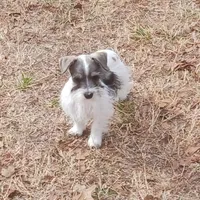 Mia's Green Ribbon, a male Miniature Schnauzer for sale in Norman, OK – Photo 8 of 10