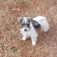 Mia's Green Ribbon, a male Miniature Schnauzer for sale in Norman, OK – Photo 2 of 10