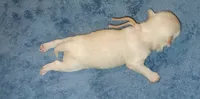 Posey's Light Pink Ribbon Girl , a female Maltese for sale in Norman, OK – 10 of 10
