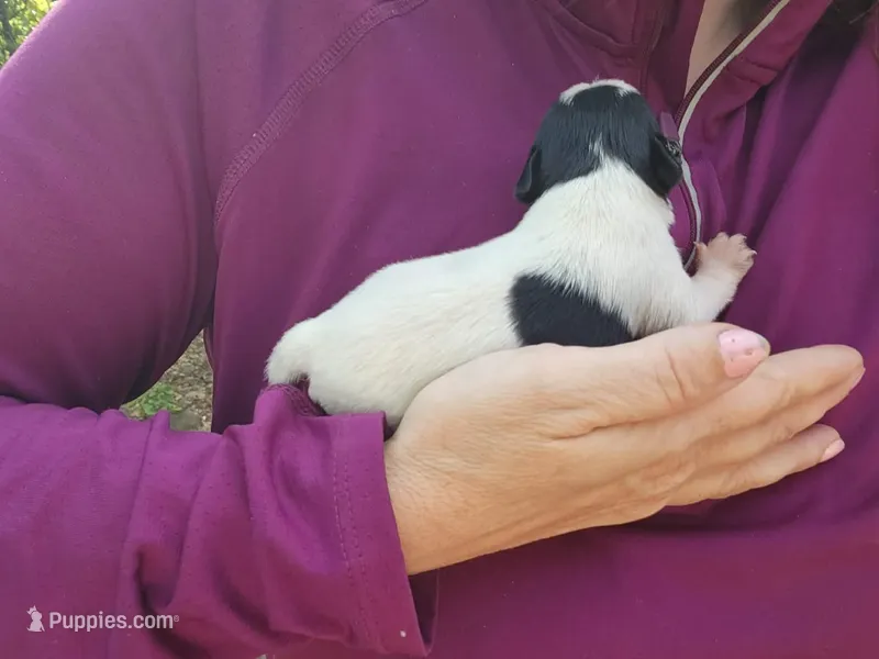 Female 1  – Miniature Schnauzer puppy for sale in Norman, OK
