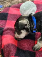 LUIGI, a male Miniature Schnauzer for sale in Norman, OK – 5 of 8