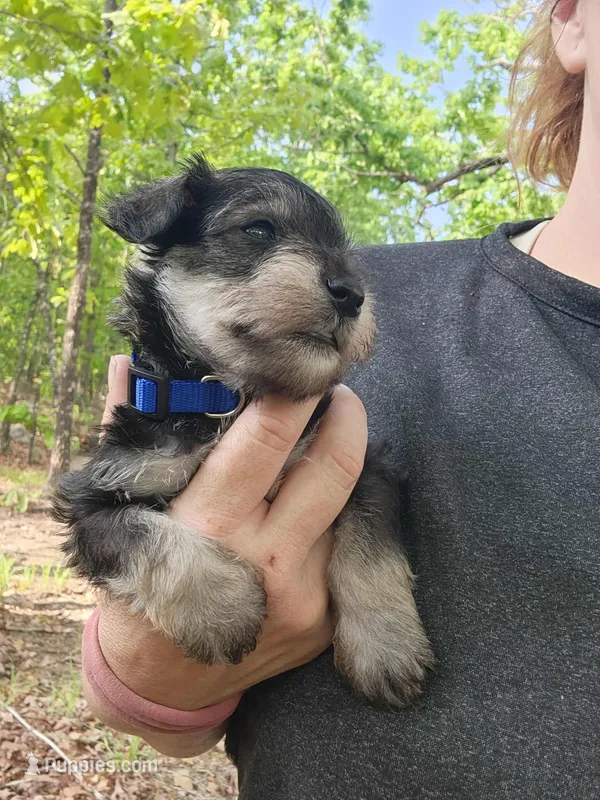 LUIGI – Miniature Schnauzer puppy for sale in Norman, OK