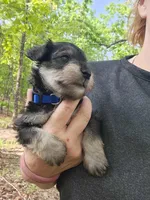 LUIGI, a male Miniature Schnauzer for sale in Norman, OK – 2 of 8