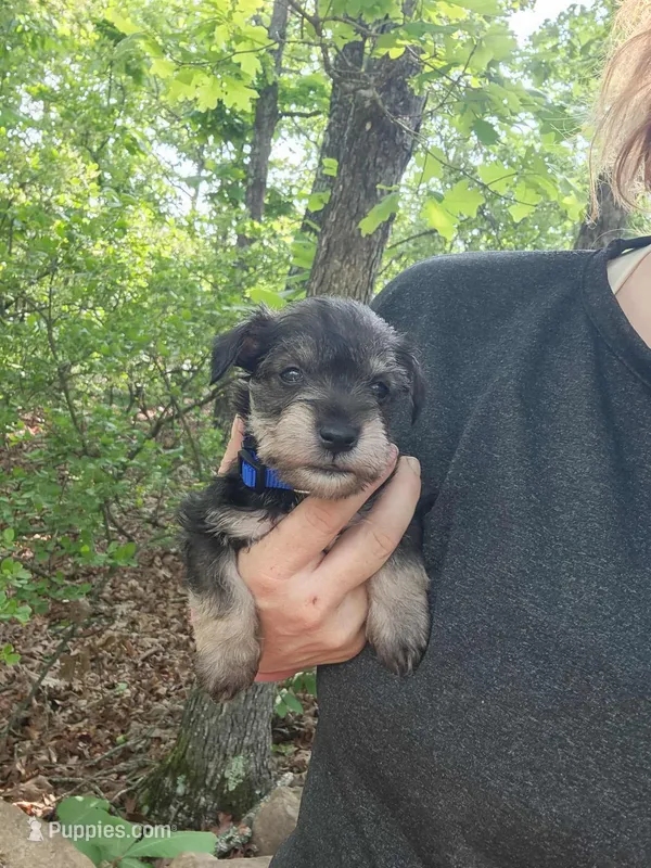 LUIGI – Miniature Schnauzer puppy for sale in Norman, OK