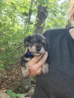 LUIGI, a male Miniature Schnauzer for sale in Norman, OK – 3 of 8