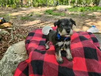 LUIGI, a male Miniature Schnauzer for sale in Norman, OK – 1 of 8
