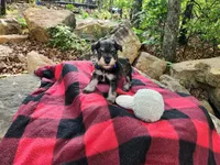LUIGI, a male Miniature Schnauzer for sale in Norman, OK – 8 of 8
