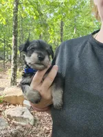 LUIGI, a male Miniature Schnauzer for sale in Norman, OK – 6 of 8