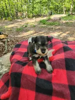 LUIGI, a male Miniature Schnauzer for sale in Norman, OK – 7 of 8