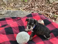 LUIGI, a male Miniature Schnauzer for sale in Norman, OK – 4 of 8