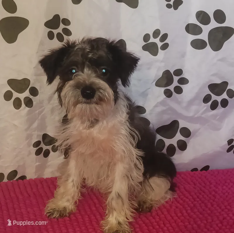 Hoppers Red Ribbon Girl **reduced** – Miniature Schnauzer puppy for sale in Norman, OK