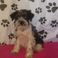 Hoppers Red Ribbon Girl **reduced**, a female Miniature Schnauzer for sale in Norman, OK – 2 of 10
