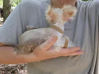 Vanilla Waffer *reduced*, a male Miniature Schnauzer for sale in Norman, OK – 2 of 8