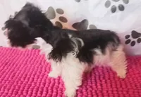 Tiny boy, a male Miniature Schnauzer for sale in Norman, OK – 6 of 10