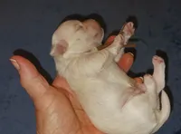 Posey's Brown Ribbon Boy , a male Maltese for sale in Norman, OK – 2 of 10