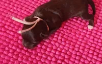 Mia's Lavender Ribbon Girl , a female Miniature Schnauzer for sale in Norman, OK – 10 of 10