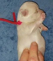 Posey's Red Ribbon Girl , a female Maltese for sale in Norman, OK – 2 of 10