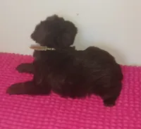 Mia's Pink Ribbon Girl , a female Miniature Schnauzer for sale in Norman, OK – 7 of 10