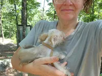Vanilla Waffer *reduced*, a male Miniature Schnauzer for sale in Norman, OK – 3 of 8