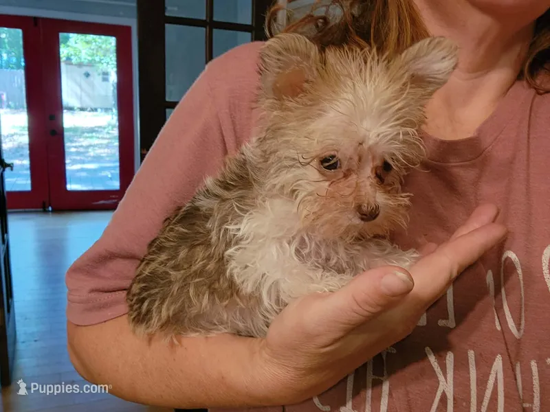Vanilla Waffer – Miniature Schnauzer puppy for sale in Norman, OK