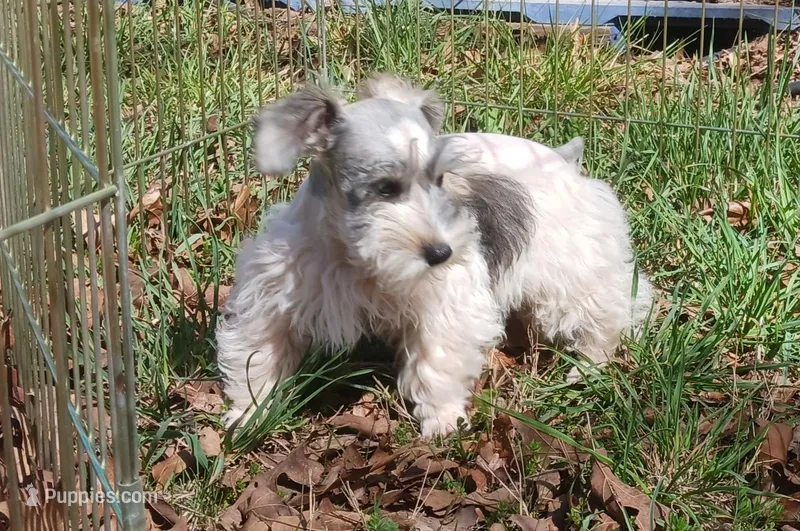 Mia's Blue Ribbon – Miniature Schnauzer puppy for sale in Norman, OK