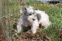 Mia's Blue Ribbon, a male Miniature Schnauzer for sale in Norman, OK – Photo 1 of 10