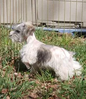 Mia's Blue Ribbon, a male Miniature Schnauzer for sale in Norman, OK – Photo 2 of 10