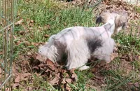Mia's Blue Ribbon, a male Miniature Schnauzer for sale in Norman, OK – Photo 9 of 10