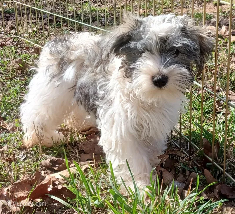 Mia's Blue Ribbon – Miniature Schnauzer puppy for sale in Norman, OK