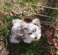 Mia's Blue Ribbon, a male Miniature Schnauzer for sale in Norman, OK – Photo 6 of 10