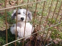 Mia's Blue Ribbon, a male Miniature Schnauzer for sale in Norman, OK – Photo 8 of 10