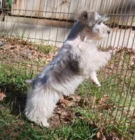 Mia's Blue Ribbon, a male Miniature Schnauzer for sale in Norman, OK – Photo 4 of 10