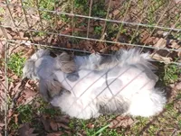 Mia's Blue Ribbon, a male Miniature Schnauzer for sale in Norman, OK – Photo 7 of 10