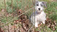 Mia's Blue Ribbon, a male Miniature Schnauzer for sale in Norman, OK – Photo 5 of 10