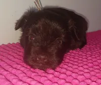 Mia's Lavender Ribbon Girl , a female Miniature Schnauzer for sale in Norman, OK – 9 of 10
