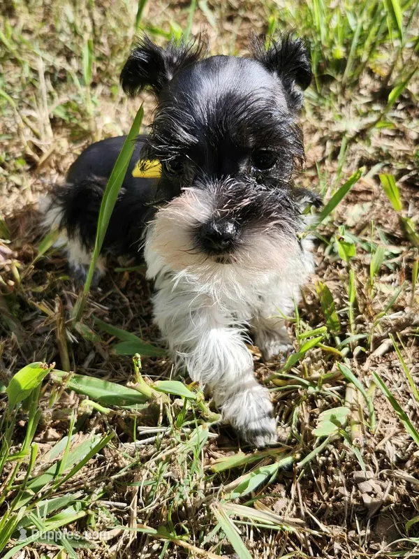Hoppers Purple Ribbon Girl  – Miniature Schnauzer puppy for sale in Norman, OK