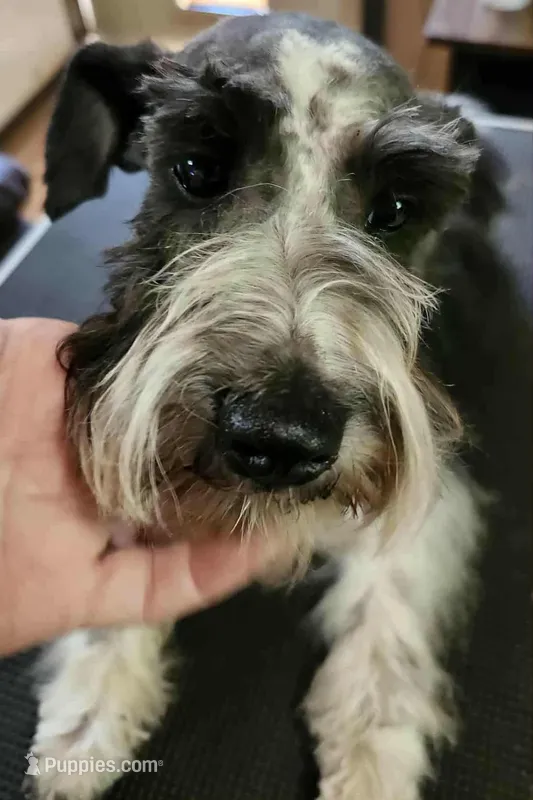 Stitch reduced! Reduced! Reduced! – Miniature Schnauzer puppy for sale in Norman, OK