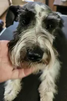 Stitch reduced! Reduced! Reduced!, a male Miniature Schnauzer for sale in Norman, OK – 1 of 10