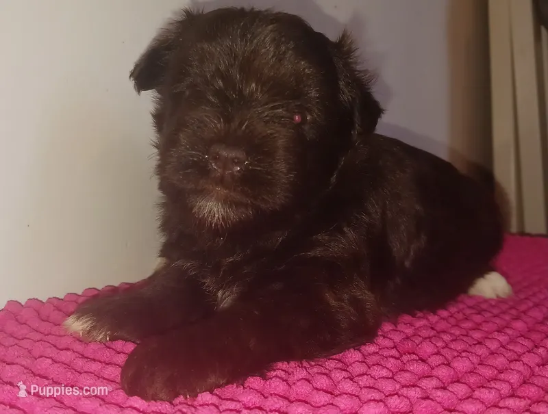 Mia's Seafoam Ribbon Girl – Miniature Schnauzer puppy for sale in Norman, OK