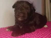Mia's Seafoam Ribbon Girl, a female Miniature Schnauzer for sale in Norman, OK – 2 of 10
