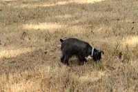 Mia's Seafoam Ribbon Girl, a female Miniature Schnauzer for sale in Norman, OK – 2 of 10