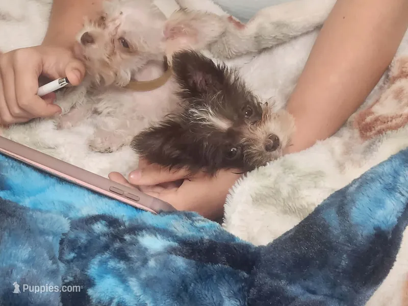 Chocolate Chip *reduced* – Miniature Schnauzer puppy for sale in Norman, OK