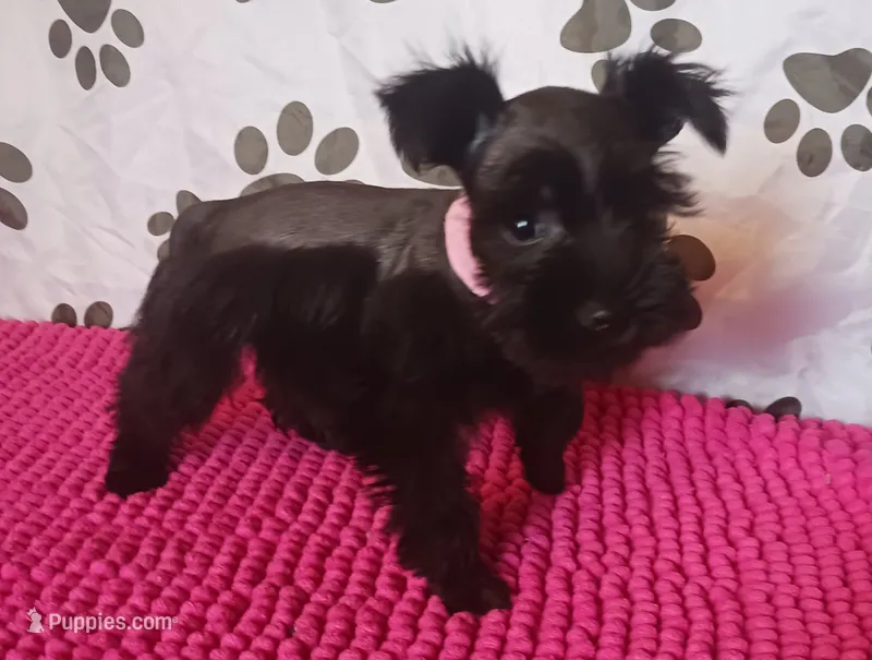 Tiara's Pink Ribbon Girl  – Miniature Schnauzer puppy for sale in Norman, OK