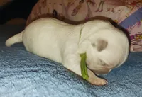 Posey's Green Ribbon Boy , a male Maltese for sale in Norman, OK – 3 of 10