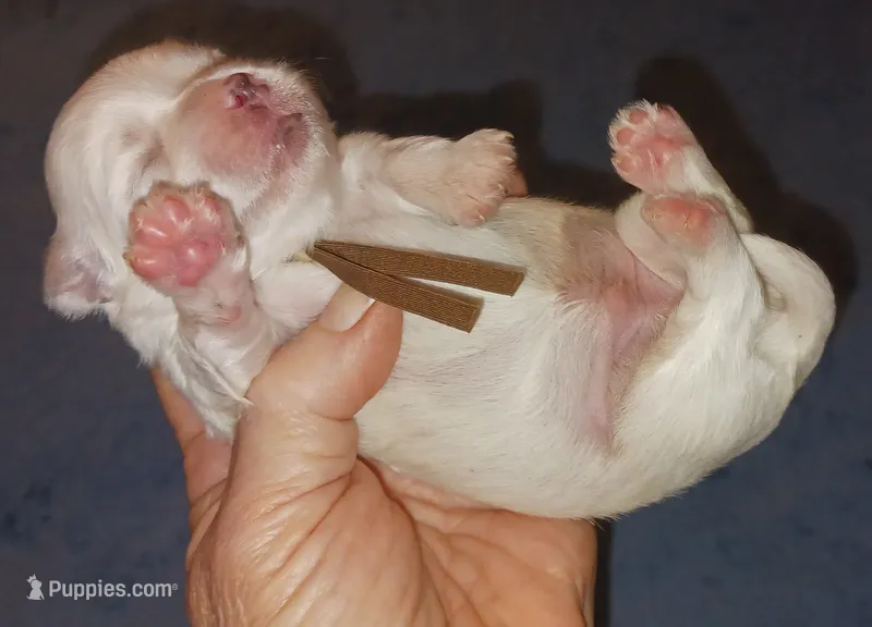 Posey's Brown Ribbon Boy  – Maltese puppy for sale in Norman, OK