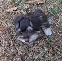 Mia's Little Boy, a male Miniature Schnauzer for sale in Norman, OK – 10 of 10
