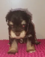 Mia's Little Boy, a male Miniature Schnauzer for sale in Norman, OK – 6 of 10