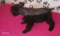 Tiara's Purple Ribbon Girl, a female Miniature Schnauzer for sale in Norman, OK – 6 of 10