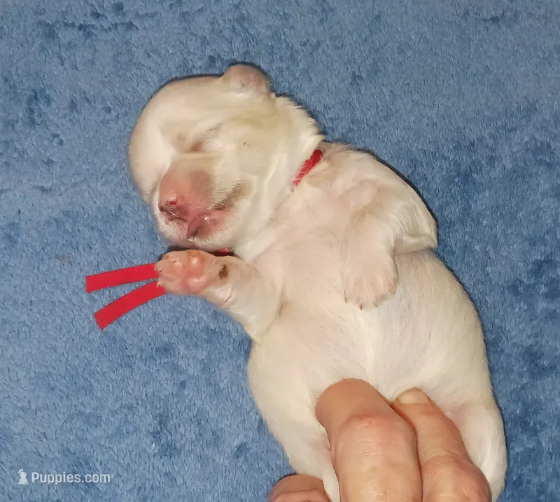 Posey's Red Ribbon Girl  – Maltese puppy for sale in Norman, OK